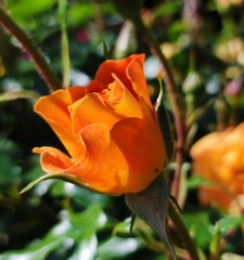 orange rose flower