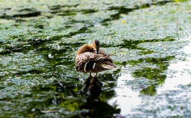a wild duck stands on a stone in a small lake