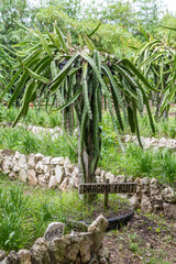 A vibrant dragon fruit tree stands tall in the garden, surrounded by lush grass and stone borders....