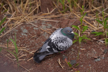 pigeon on the ground