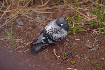 bird on the ground