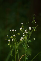 white flower in the grass
