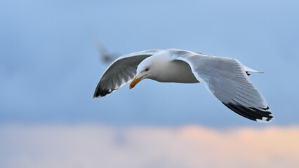 Mewa nad morzem o wschodzie słońca