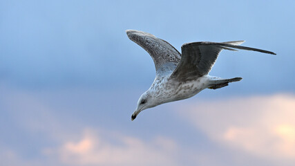 Mewa nad morzem o wschodzie słońca
