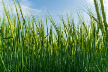 Golden wheat stalks surrounded by lush greenery rise against a bright blue sky. The field sways gently, showcasing a healthy and thriving crop