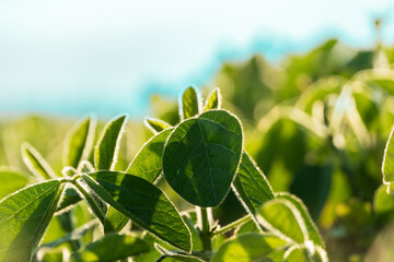 Soybean plants with vibrant green leaves grow abundantly in a field, soaking up the sunlight on a...