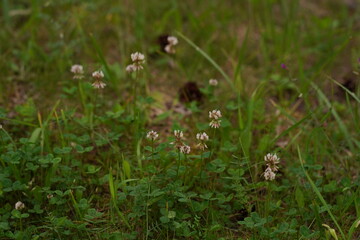 Fototapeta premium moss on the grass