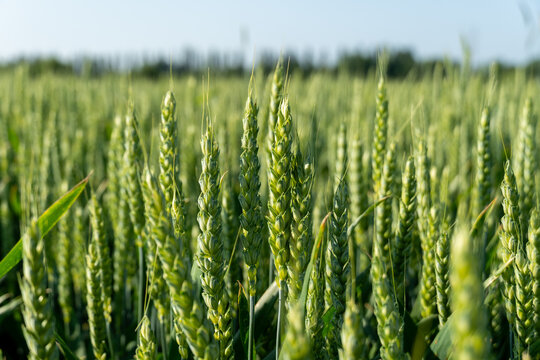 Rows of vibrant green wheat plants stretch across the field, reaching towards the clear blue sky. The landscape showcases healthy crop growth in bright sunlight - Powered by Adobe