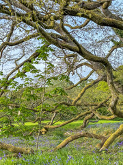 Flora in Ireland