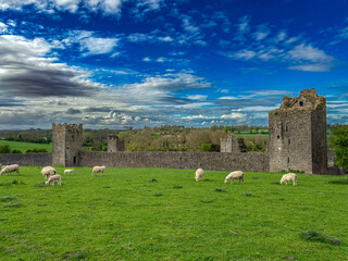 Sheep Grazing Among Ruins Ireland