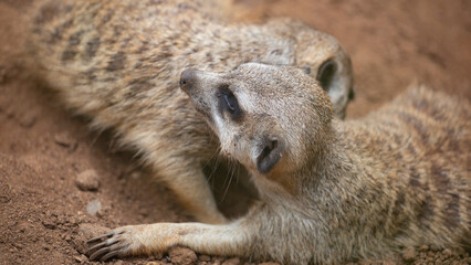 meerkats live in a small group