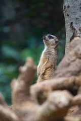 meerkats live in a small group