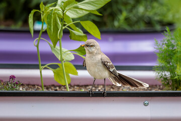 A Northern Mockingbird hunts for insects in my garden made of brightly colored corrugated raised garden beds.