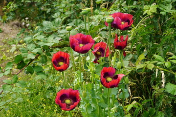 Opium poppy, Papaver somniferum in flower. Bright red to dark purple flowers with yellow pistils, growing wild at the edge of a country lane in Garbsen, Germany.