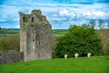 Sheep Grazing Among Ruins Ireland