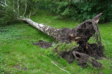 Big fallen birch tree after storm near residential house in Garbsen, Lower Saxony, Germany