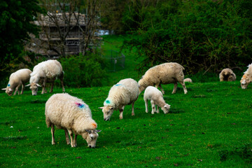 Sheep Grazing Among Ruins Ireland
