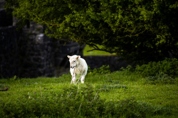 Sheep Grazing Among Ruins Ireland