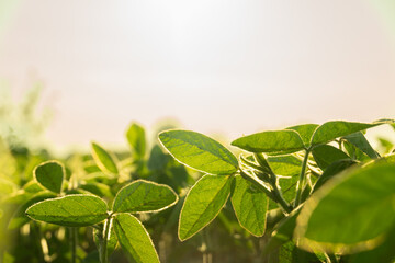 Lush soy plants thrive in a fertile field as the sun sets, casting a golden light over the green...