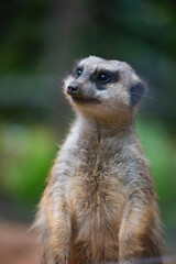 meerkats live in a small group