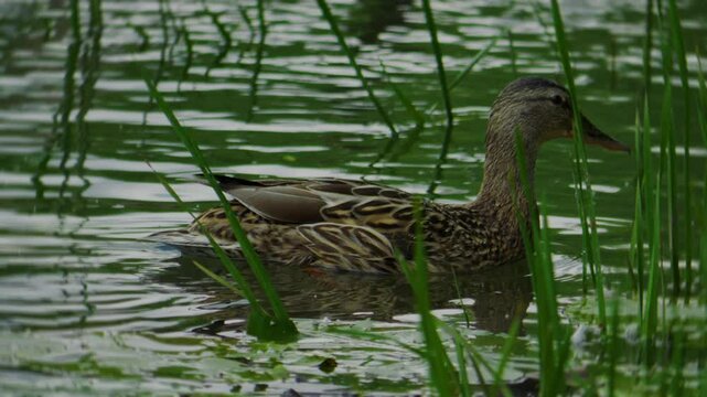 Duck on the pond. Duck swimming in water. Bird in water. Ducks searching food.