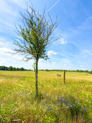 Scene with a cornfield under a blue sky in Brandenburg, Germany.