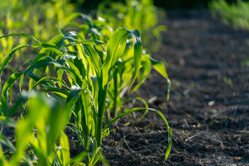 Lush green corn plants stretch towards the sun in a well-tended field. Rows of healthy maize thrive...