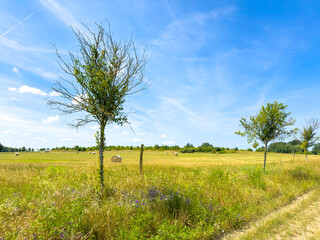 Scene with a cornfield under a blue sky in Brandenburg, Germany.