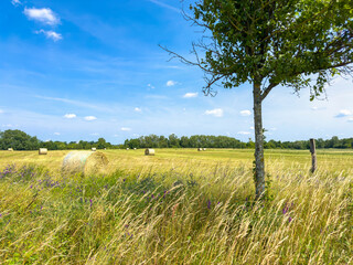 Scene with a cornfield under a blue sky in Brandenburg, Germany.