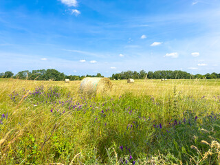 Scene with a cornfield under a blue sky in Brandenburg, Germany.