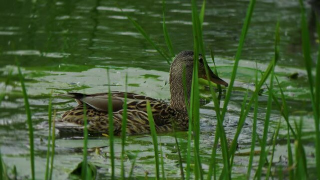 Duck on the pond. Duck swimming in water. Bird in water. High quality 4k footage