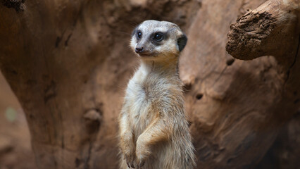 meerkats live in a small group