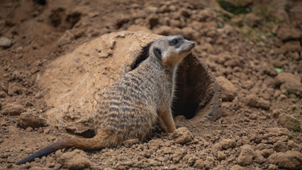 meerkats live in a small group
