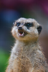 meerkats live in a small group