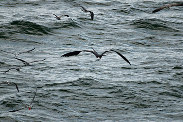magnificent frigate chasing gull