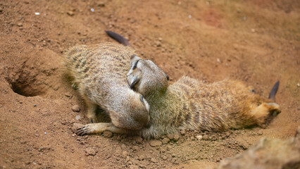 meerkats live in a small group