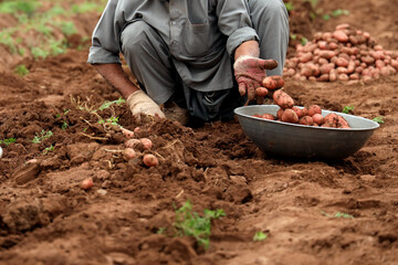 Manual Harvesting of Potatoes inside a Greenhouse.
