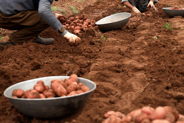 Manual Harvesting of Potatoes inside a Greenhouse.