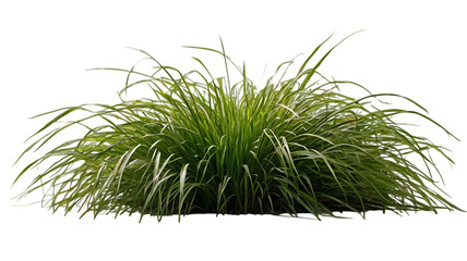 Green ornamental grass bush isolated on transparent background isolated on white background