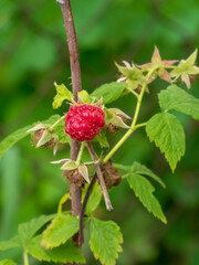 Vibrant Red Raspberry Ripening on a Bush Branch
