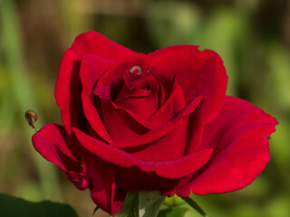 Exquisite Deep Red Rose with a Dew Drop