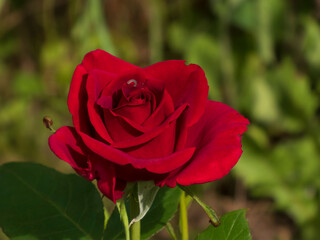 Stunning Deep Red Rose Blooming in a Garden