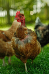 Naked Neck chicken with red comb and wattle stands on green grass, blurred chickens and trees in background.