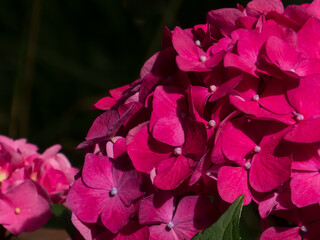 Vibrant Pink Hydrangea Blooms in a Lush Garden