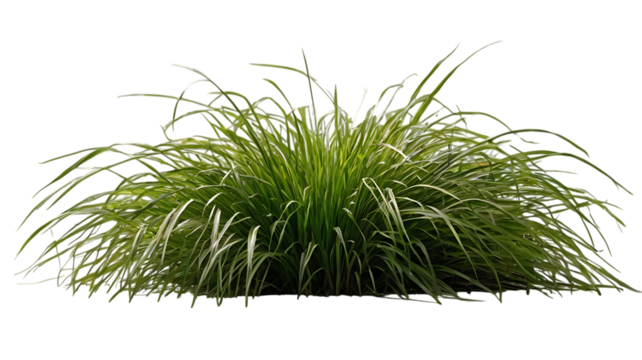 Green ornamental grass bush isolated on transparent background isolated on white background
