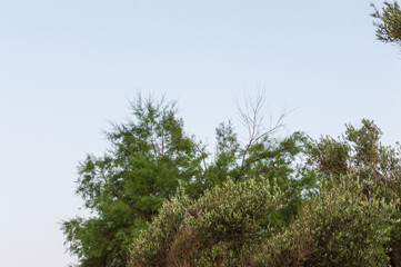 Close-up of olive branches against blue sky with space for text horizontally. Park in Sveti Stefan, Montenegro