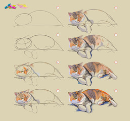 Page shows how to learn to draw from life sketch of the domestic cat. Creation step by step painting with pastel chalks. Educational page for artists. Hand drawn vector illustration.