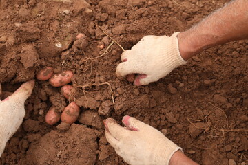 Manual Harvesting of Potatoes inside a Greenhouse.