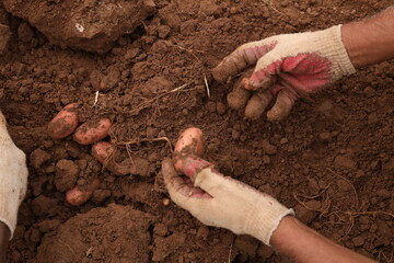 Manual Harvesting of Potatoes inside a Greenhouse.