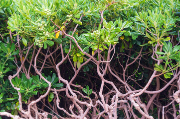 A park on the seafront in Sveti Stefan Montenegro, a green mangrove hedge. Vegetation of the Adriatic coast of Budva